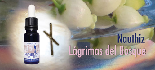 Lágrimas del Bosque