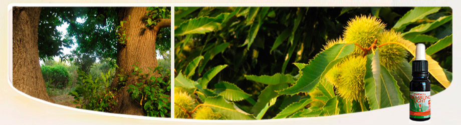 Llaves y Puertas Trembling Light