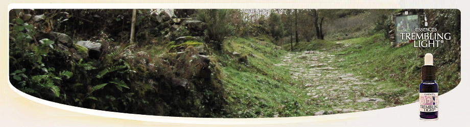 Fórmula Vitalidad